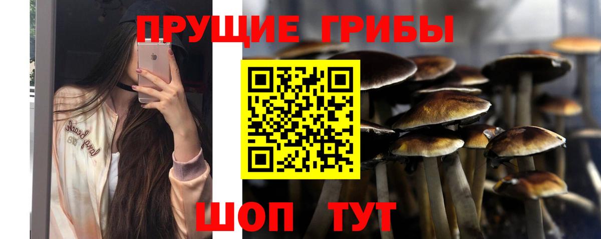 Псилоцибиновые грибы Cubensis  Новоалександровск  Галлюциногенные грибы MAGIC MUSHROOMS 